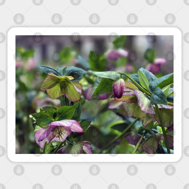 Hellebores Sticker by Nicholas Lee